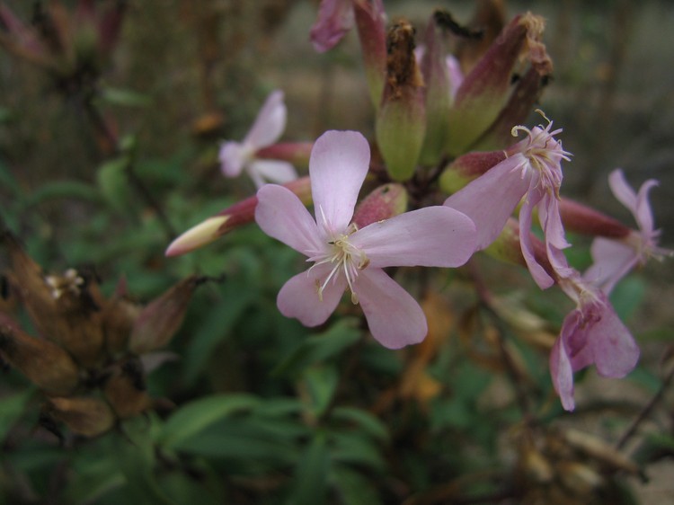 Saponaria officinalis